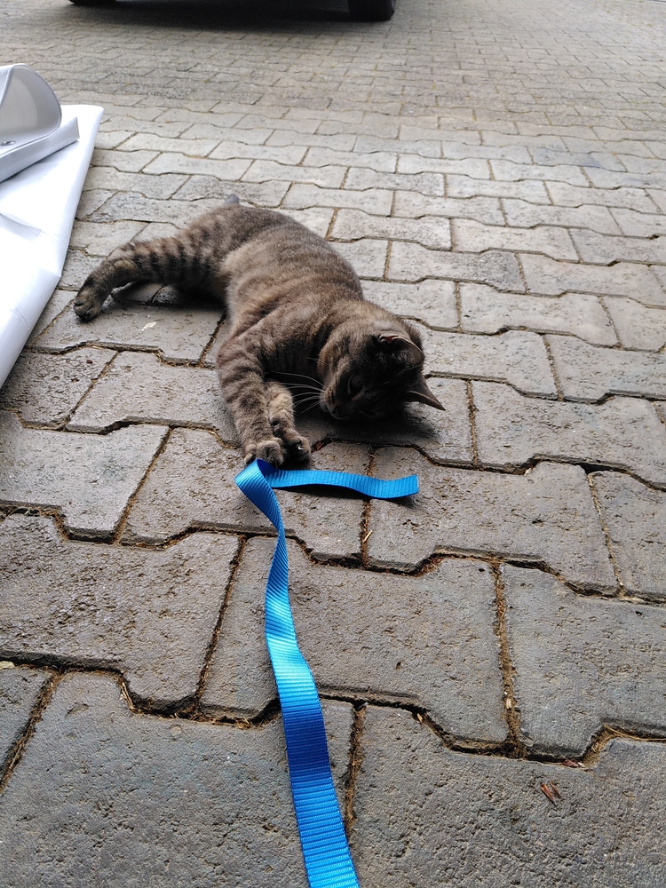 A cat inspecting the new straps